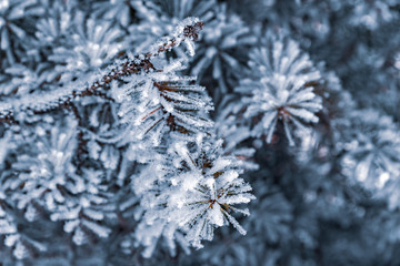 Naklejka na ściany i meble Snow on the branches. Blue spruce covered with snow. Winter. Winter background.