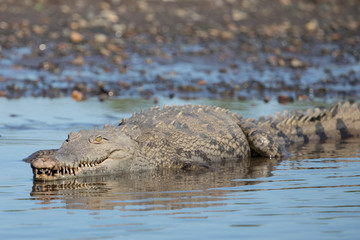 American Crocodile in the Tarcoles River, Costa Rica