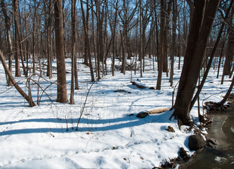 484-04 Winter Forest, Waterfall Glen FP