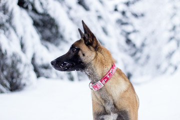 dog in snow