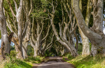 Dark Hedges - the famous road with mysterious atmosphere, Northern Ireland