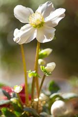 Christrose mit weihnachtlicher Dekoration