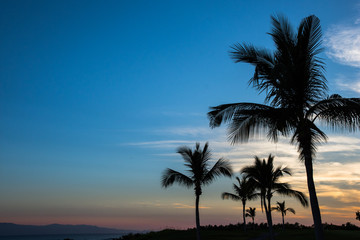 Fototapeta na wymiar Palm trees illuminated by the setting sun near Punta de Mita, Bucerias, Mexico