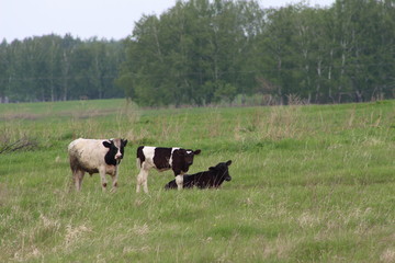 Naklejka na ściany i meble herd of cows grazing in field