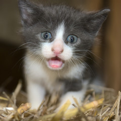 Süßes Kätzchen mit großen Kulleraugen möchte spielen und verwöhnt werden