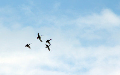 A flock of ducks flying in blue sky