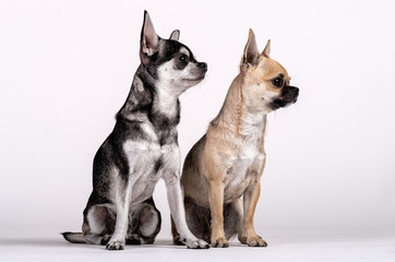 couple of Chihuahuas, male and female looking towards the side