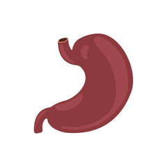 Stomach icon. Human internal organs symbol. Digestive system anatomy. Vector illustration in flat style isolated on white background
