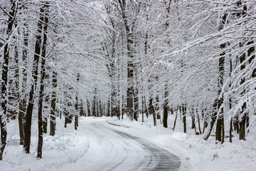 Fototapeta premium the road in the winter forest and trees in the snow on a cloudy day