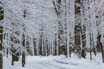 Fototapeta premium the road in the winter forest and trees in the snow on a cloudy day