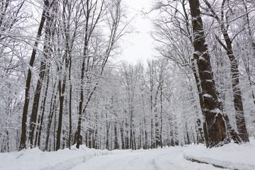 the road in the winter forest and trees in the snow on a cloudy day