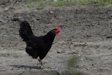 rooster walking on the road
