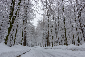 the road in the winter forest and trees in the snow on a cloudy day