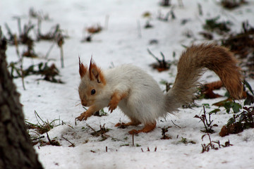 red squirrel in snow