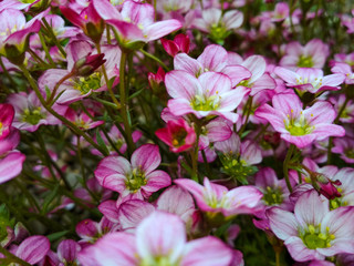 Many little pink flowers saxifraga background. Saxifraga pink little flowers background. Purple flowers or pink mountain little saxifrage grown in rock background.