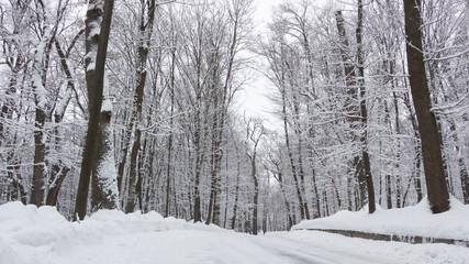 the road in the winter forest and trees in the snow on a cloudy day