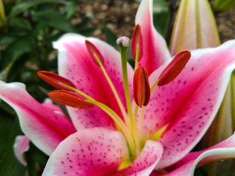 Close up of beautiful pink lily flower