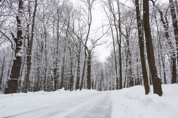 the road in the winter forest and trees in the snow on a cloudy day