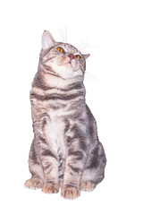 Portrait of lovely gray tabby cat sitting and watching up, grey animal pet, domestic kitty isolated on white background