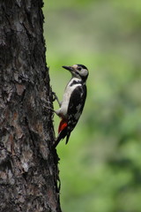 great spotted woodpecker on tree