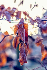 Frozen dry leaves covered with frost on tree
