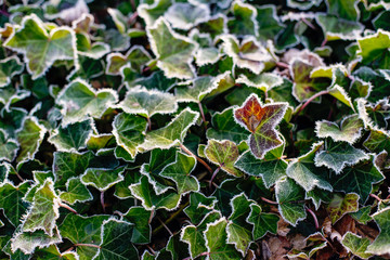 Hoar or rime frost, ice crystals on the leaves of ivy in the garden