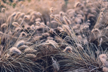 Beautiful blurry background with dry grass covered in winter frost in foreground