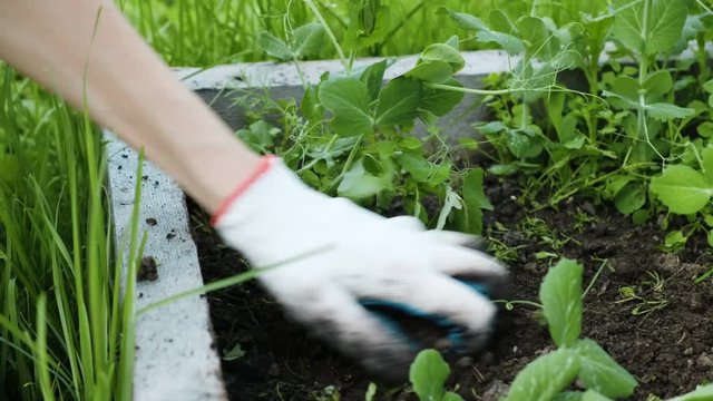 Woman in gloves working on a farm - removes weeds from the garden bed, weeds the ground close-up