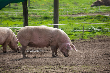 Schweine freilaufend