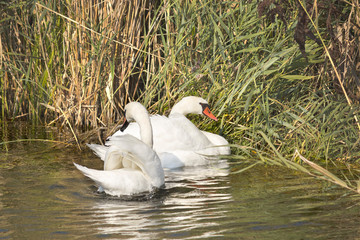 beautiful two white swan swimming on the lake © Studio 888