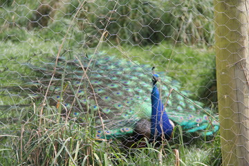 Obraz premium peacock