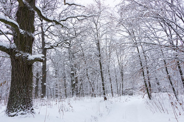 Concept winter beauty. Hardwood. With bare trees covered with snow.