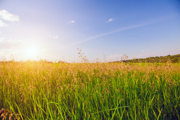 sunset and grass