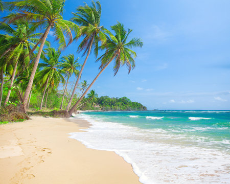 beach and coconut plm tree, Langob beach, Malapascua island, Cebu