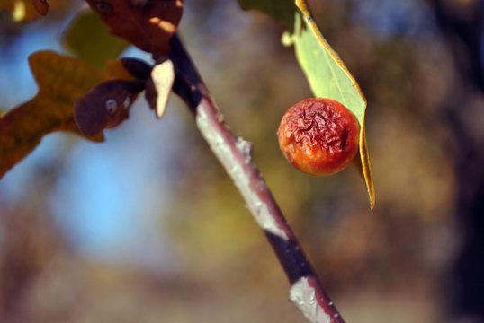 Oak branch with bright yellow leaf with oak apple or oak gall close up detail, soft blurry sky bokeh background, sunny fall day - Powered by Adobe