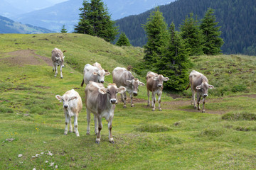 Rinder in den Bergen