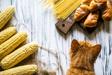 cat, corn, spaghetti and pies on a white background 3 © Alina