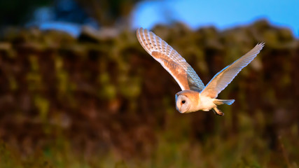 Flying Wild Barn Owl hunting at sunset time in nice light in the natural habitat in Yorkshire Dales, UK