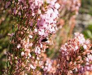 Close-up of a bee collecting nectar from pink wildflowers in a sunny meadow.