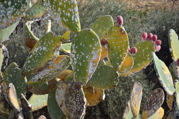 Chumberas infectadas con la cochinilla del carmín 
