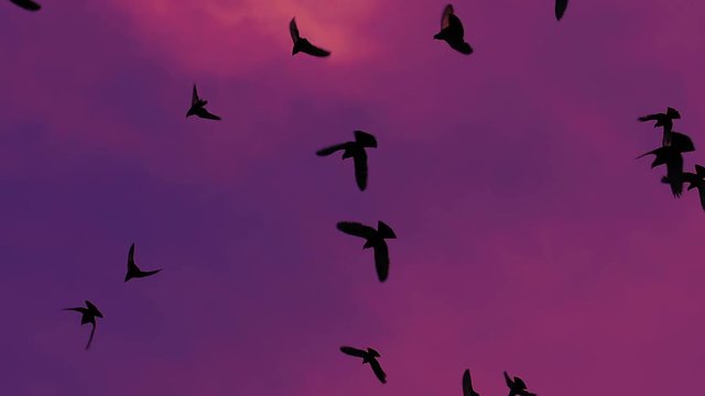 Flock of Birds in the Dramatic Sky. A flock of black birds in the dramatic sky. Gradually increasing the number of birds. Slow Motion at a rate of 480 fps
