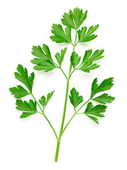 Parsley isolated on white