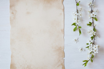 Background with blooming spring cherry plum branches, paper for the text of congratulations