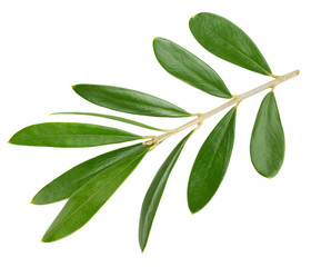 Obraz premium Olive leaves isolated on white
