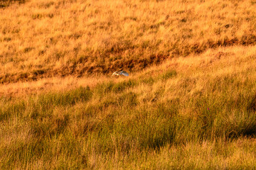 Flying Wild Barn Owl hunting at sunset time in nice light in the natural habitat in Yorkshire Dales, UK