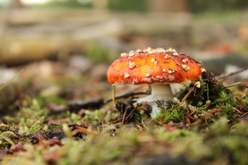 a wonderful small red fly agaric mushroom closeup with a brown background