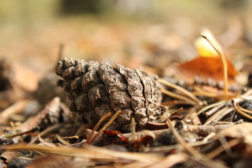 a pine cone closeup in the litter 