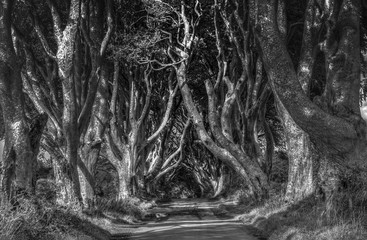 Dark Hedges - the famous road with mysterious atmosphere, Northern Ireland