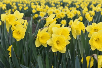 Narcissus - Field of Daffodils, Skagit Valley, Washington, USA