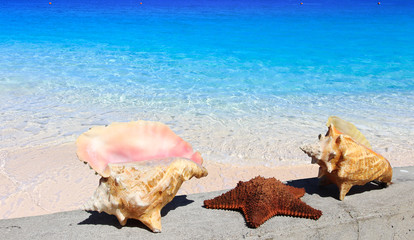 Fototapeta na wymiar sea shells and turquoise water of caribbean